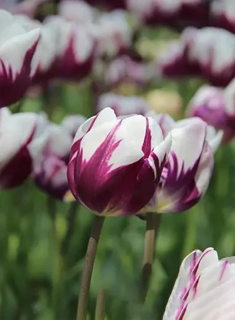 GGOOT 10pcs Gemengde Kleur Tulpenbollen Tuin Kostbare Siersoorten Vaste Plant Maken Omringende Omgeving Mooier Bloemvorm Unieke Kunpcs Decoratie - Image 3