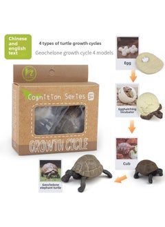 Realistic Simulation Animal Plant Models Toy Collection - Dinosaurs Dragons Unicorns Mermaids Sharks More-Color:PL127-2426 Tortoise Growth Cycle + Chinese Card + Color Box