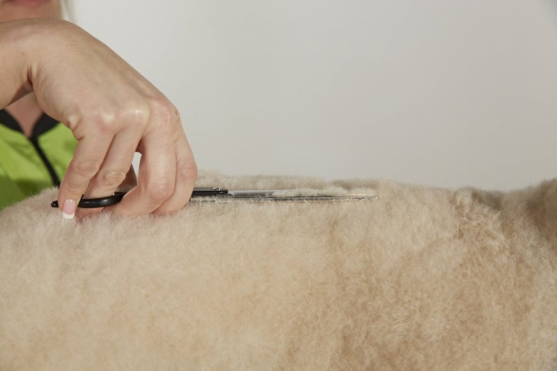 Andis Straight Shears, Right-Handed, Professional Dog and Cat Grooming - Image 2