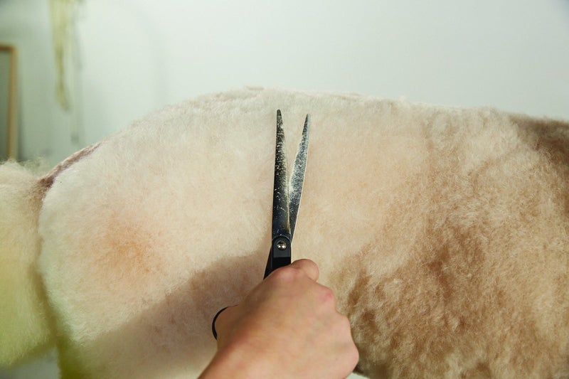 Andis Straight Shears, Right-Handed, Professional Dog and Cat Grooming - Image 3