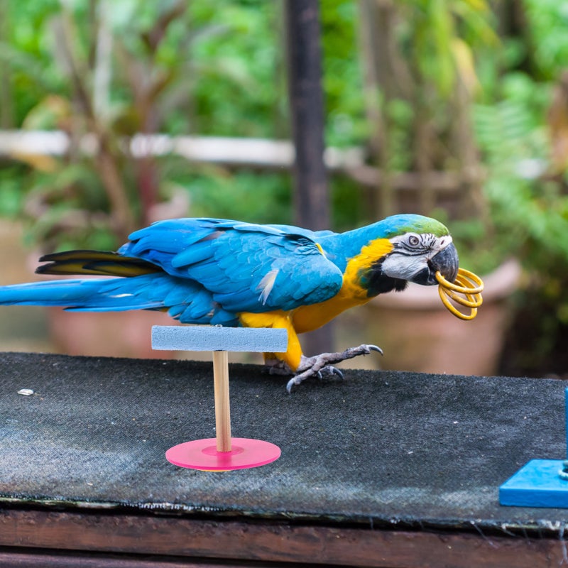 1Pcs Funny T Shaped Bird Parrot Bridge Standing Rack Parrot Activity Climbing Toy Food Bowl Rack(Size Small) - Image 3