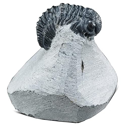 KALIFANO Authentic Natural Arthropod Trilobite Fossil in Matrix  Marine TrilobitaCalymene for Fossil Collections and Education Purposes Information Card Included - Image 1