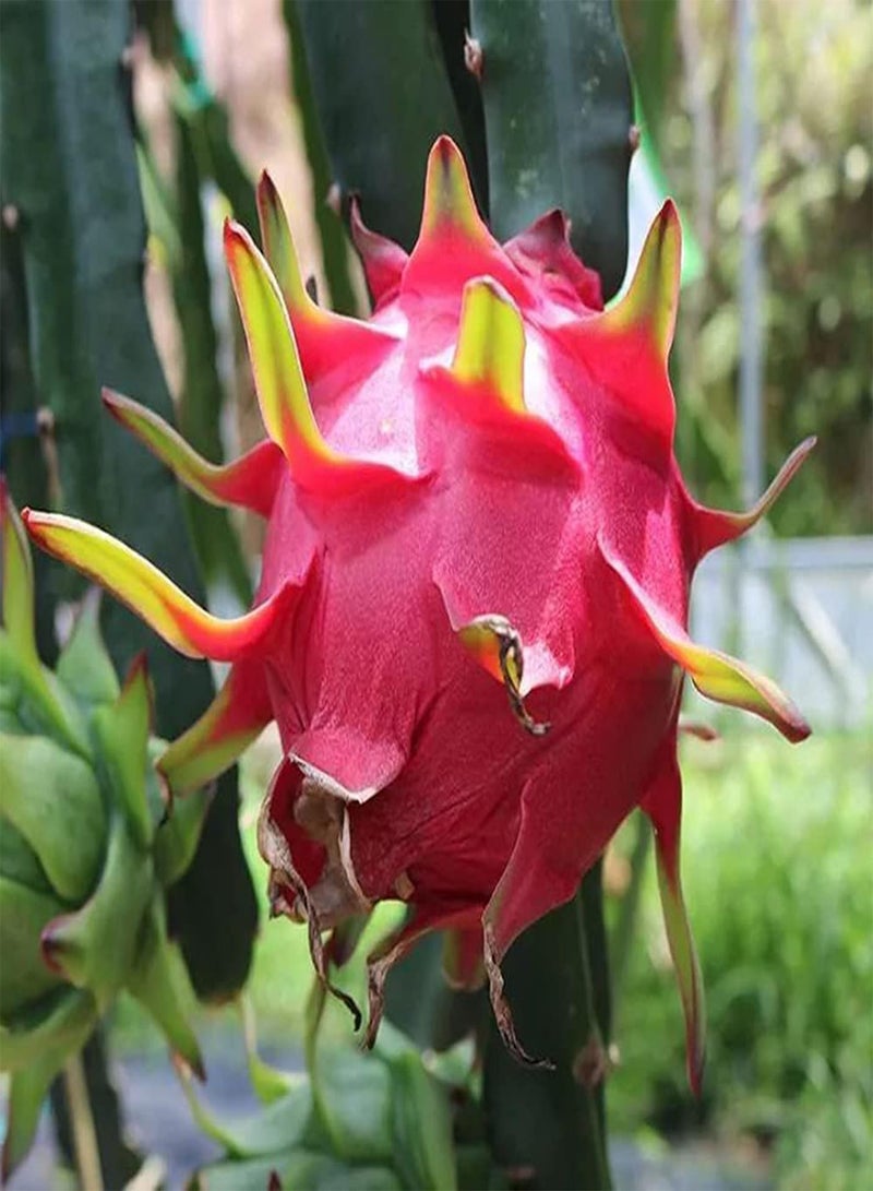GGOOT 50pcs Attractive Unique Perennial Pitaya Seeds Has Sweet Smell Essential Embellishment for Home Garden Farms Easy Planting Dragon Fruit - Image 1