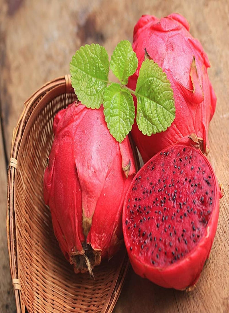 GGOOT 50pcs Attractive Unique Perennial Pitaya Seeds Has Sweet Smell Essential Embellishment for Home Garden Farms Easy Planting Dragon Fruit - Image 3