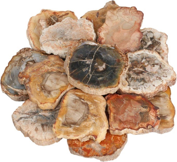 IRREGULAR NATURAL PETRIFIED WOOD SLAB SLICE STONE MINERAL SPECIMEN 1.5"-3", PACK OF 4