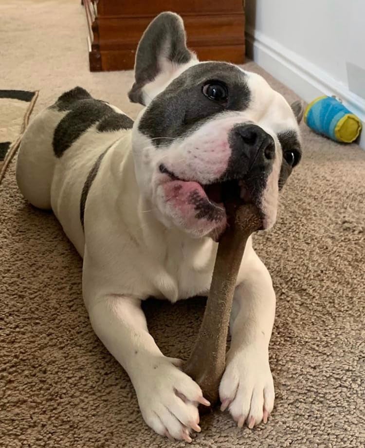 SPOT Bam-Bones Bone - Made with Strong Bamboo Fiber, Durable Long Lasting Dog Chew for Light to Moderate Chewers, Great Toy for Adult Dogs & Teething Puppies under 40lbs, 7.25in, Bacon Flavor - Image 4