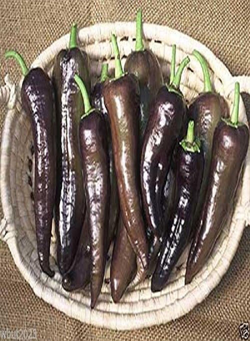 جي جوت 10 بذور ماركوني الأرجوانية، الإيطالية - ! - Image 3