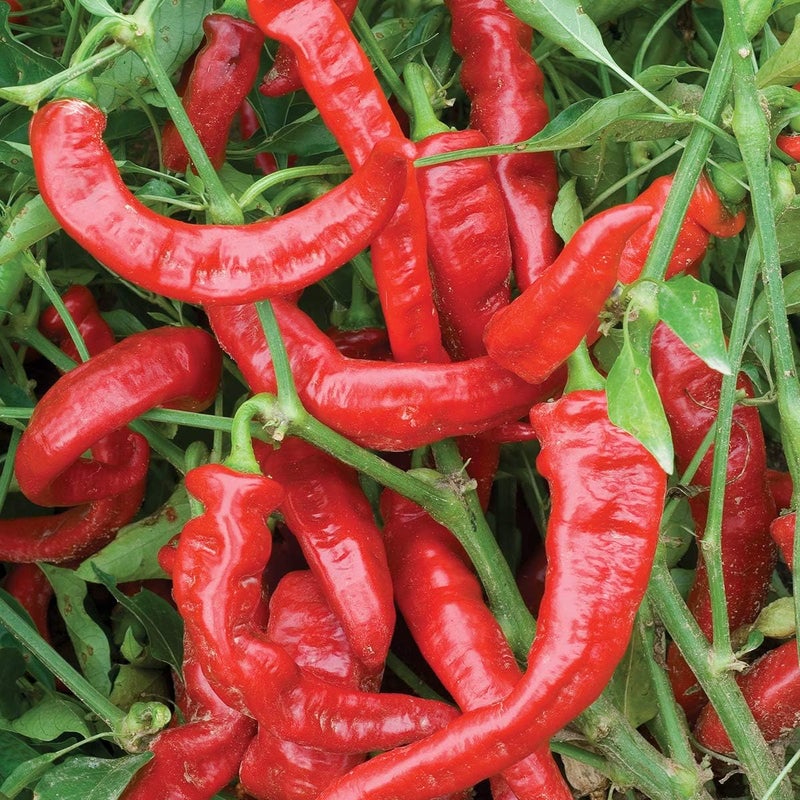 Burpee Jimmy Nardellos Sweet Pepper Seeds 30 seeds - Image 1