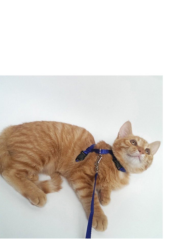 بيست بكس طوق مقود وحزام قابل للتعديل أسود/أزرق - Image 4