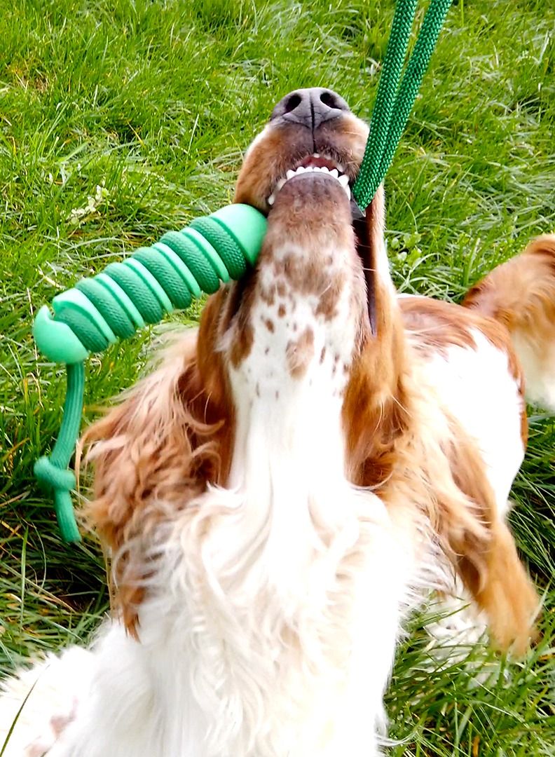 duvo Plus Swing 'N Chew Sticks Toy For Dogs 12.2 X 3.2 X 3.2cm - Green - Image 3