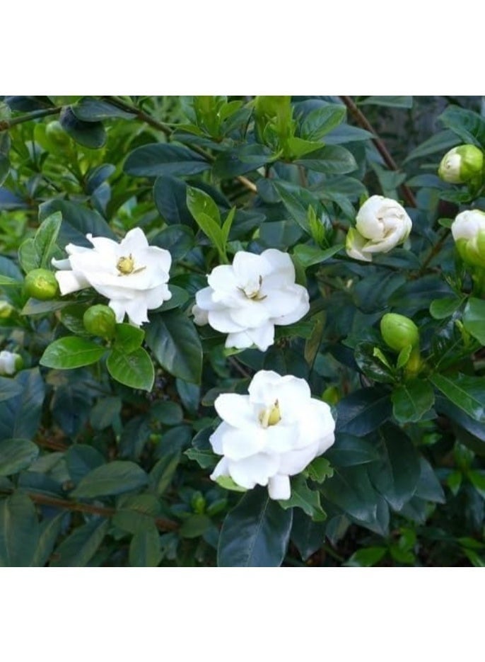 200 قطعة من بذور الجاردينيا سهلة الزراعة للنباتات الخارجية والداخلية - Image 2