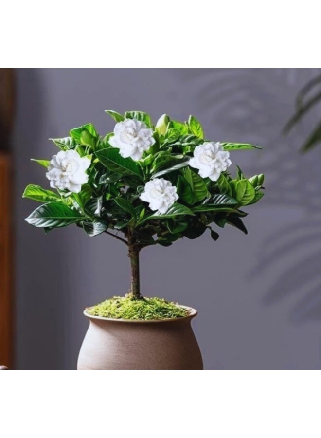 200 قطعة من بذور الجاردينيا سهلة الزراعة للنباتات الخارجية والداخلية - Image 4