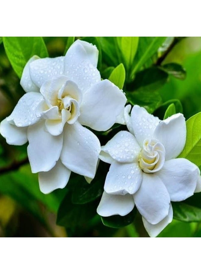 200 قطعة من بذور الجاردينيا سهلة الزراعة للنباتات الخارجية والداخلية - Image 3