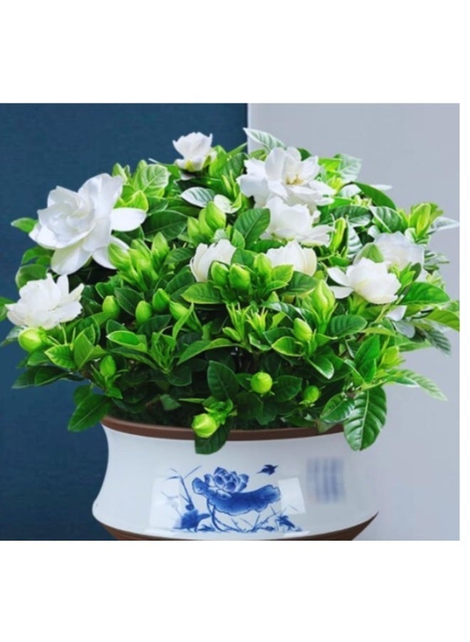 200 قطعة من بذور الجاردينيا سهلة الزراعة للنباتات الخارجية والداخلية - Image 1