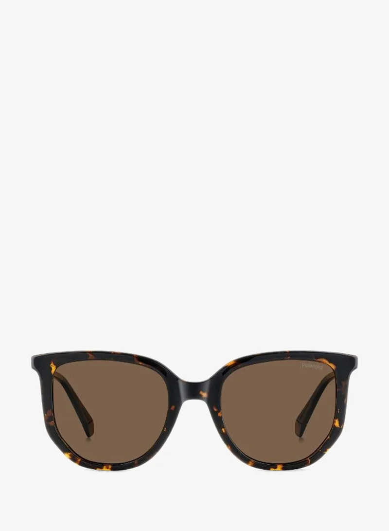 Wayfarers Sunglasses