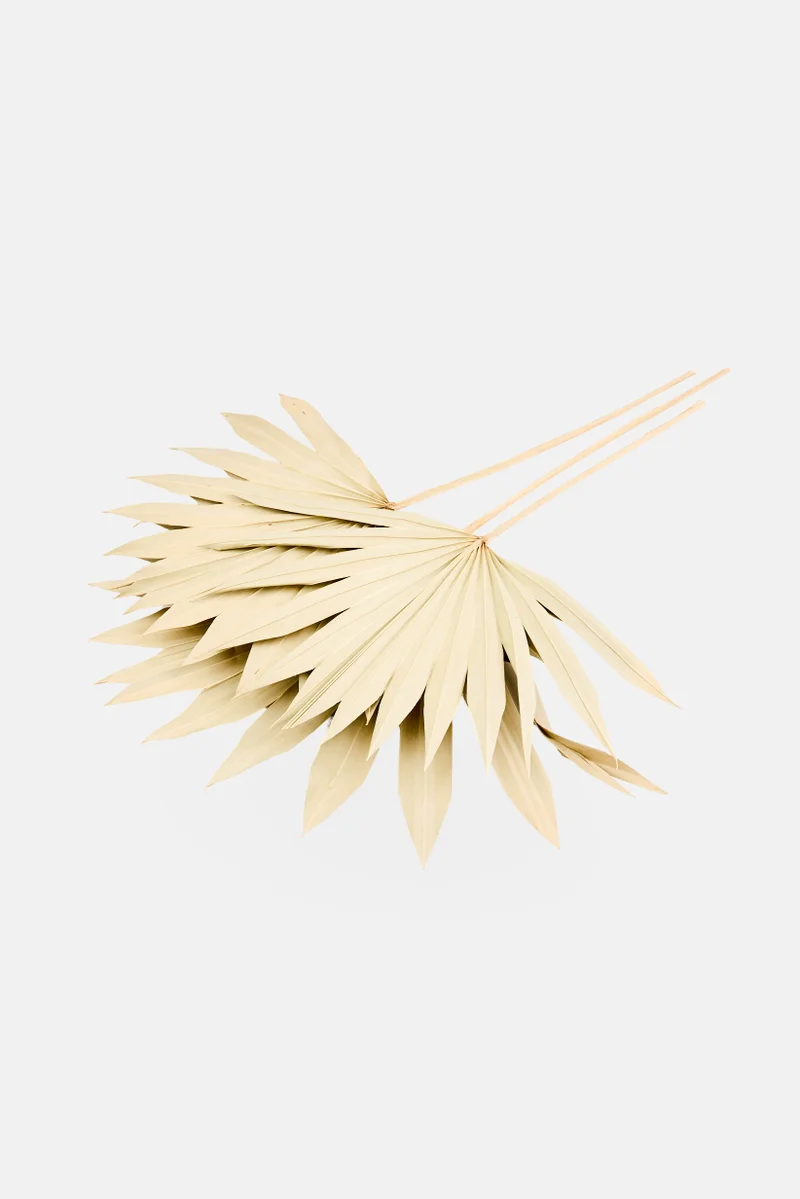 Muy Mucho 3 Pieces Natural Dried Sun Palm Spear, Light Sage