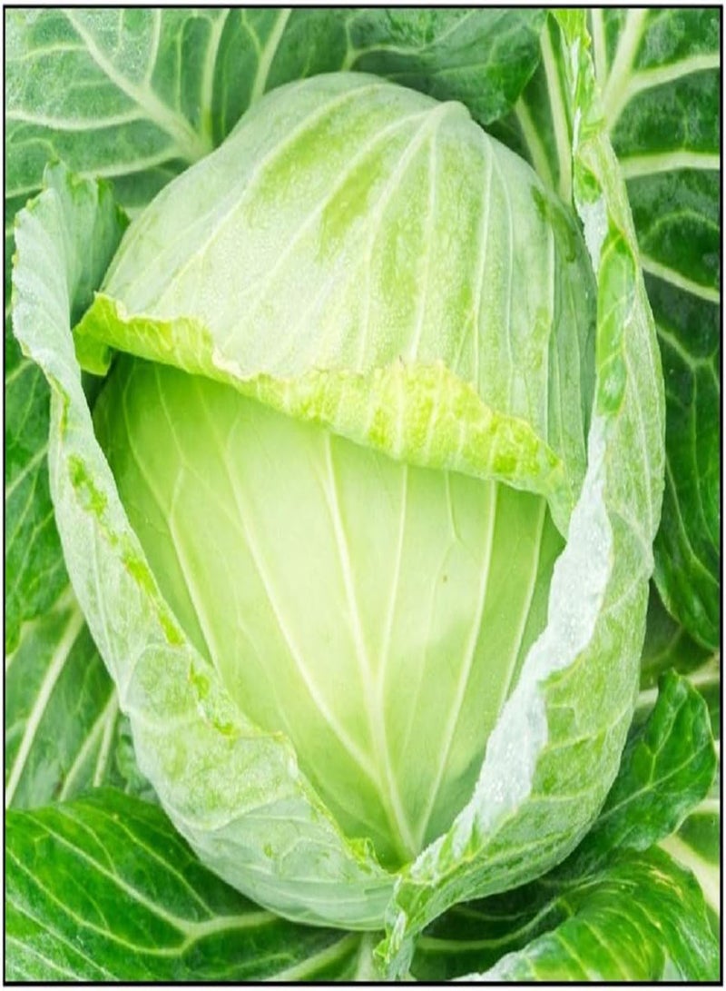 GGOOT 250 Golden Acre Cabbage Seeds | Non-GMO | Fresh Garden Seeds - Image 1