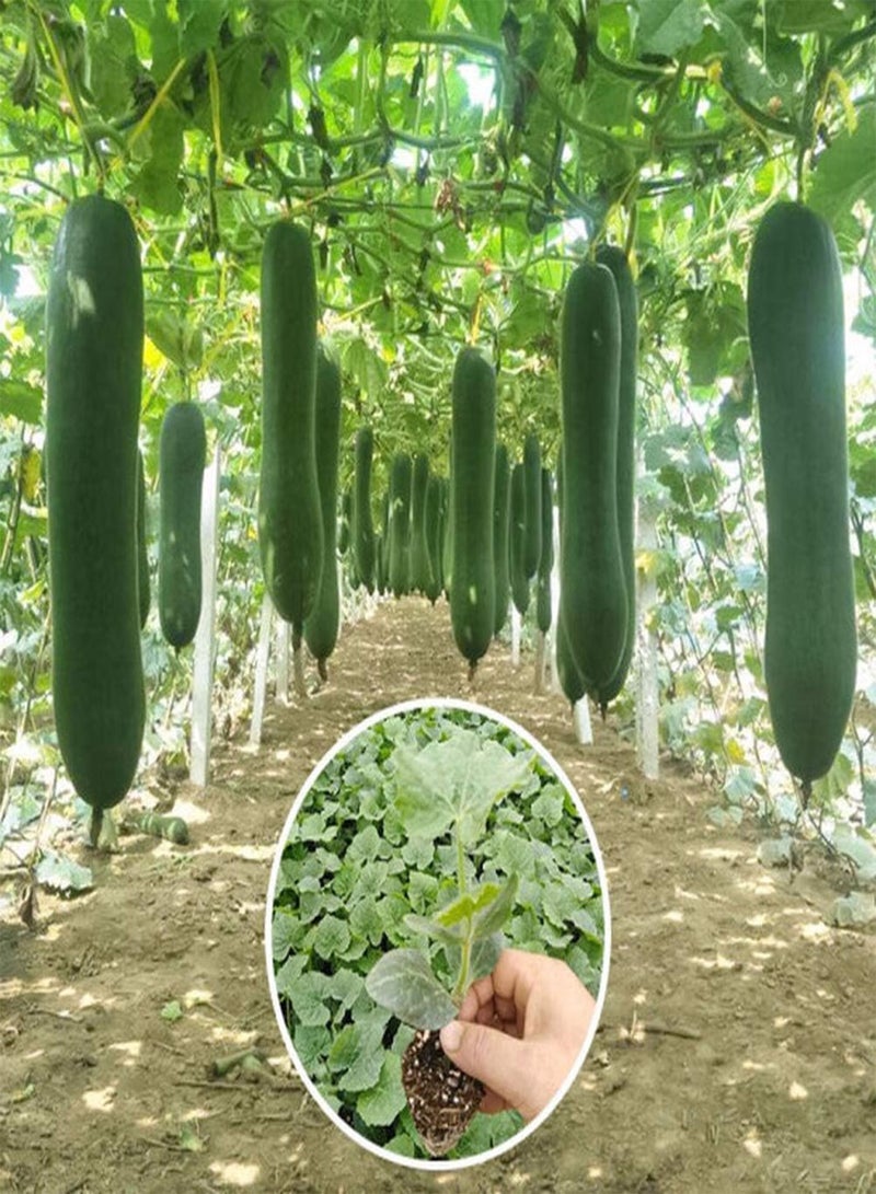 جي جوت 100 قطعة من بذور البطيخ الشتوي، بذور خضراوات موروثة للزراعة الخارجية، أصناف غير معدلة وراثيًا، سهلة الإدارة، تجلب شعورًا بالإنجاز - Image 1