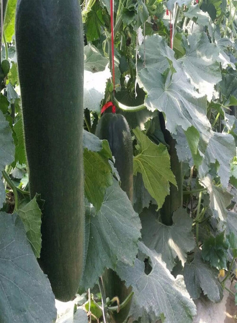 جي جوت 100 قطعة من بذور البطيخ الشتوي، بذور خضراوات موروثة للزراعة الخارجية، أصناف غير معدلة وراثيًا، سهلة الإدارة، تجلب شعورًا بالإنجاز - Image 3