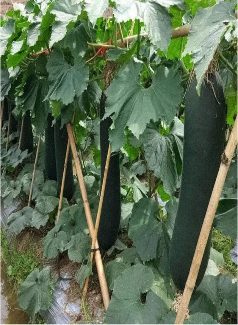 جي جوت 100 قطعة من بذور البطيخ الشتوي، بذور خضراوات موروثة للزراعة الخارجية، أصناف غير معدلة وراثيًا، سهلة الإدارة، تجلب شعورًا بالإنجاز - Image 2