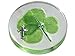 KIN-HEBI KIN-HEBI Real Four Leaf Clover Good Luck Pocket Token, Preserved, 1.25Ã¢â‚¬Â, Including Metal Cross Object (Silver)  - Image 2