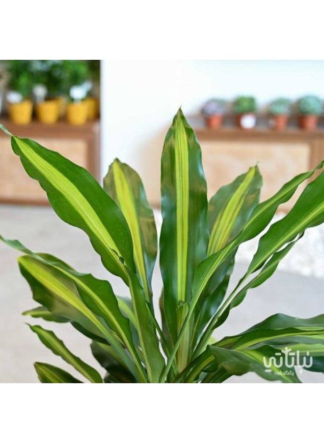 Generic Artificial Dracaena 60cm tall – an elegant green touch that lasts effortlessly  - Image 2
