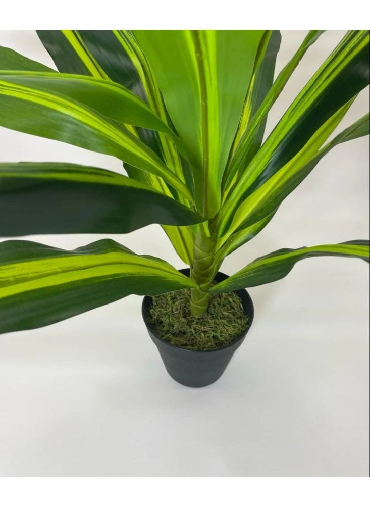 Generic Artificial Dracaena 60cm tall – an elegant green touch that lasts effortlessly  - Image 5
