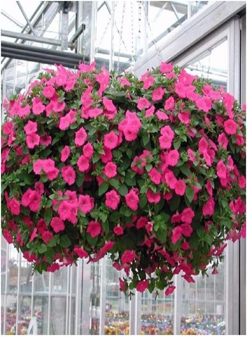 GGOOT PETUNIA - NANA COMPACTA - ROSE of HEAVENS PINK - 10 SEEDS