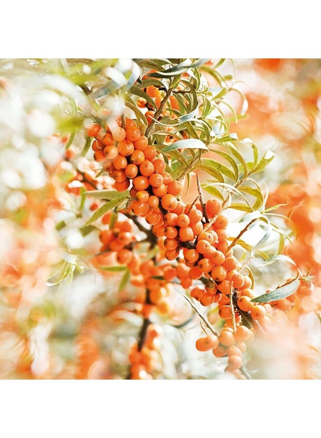 Weleda Hydrating Sea Buckthorn Body and Beauty Oil, 3.4 Fluid Ounce, Plant Rich Body and Beauty Oil with Sea Buckthorn and Sesame Oils - Image 5