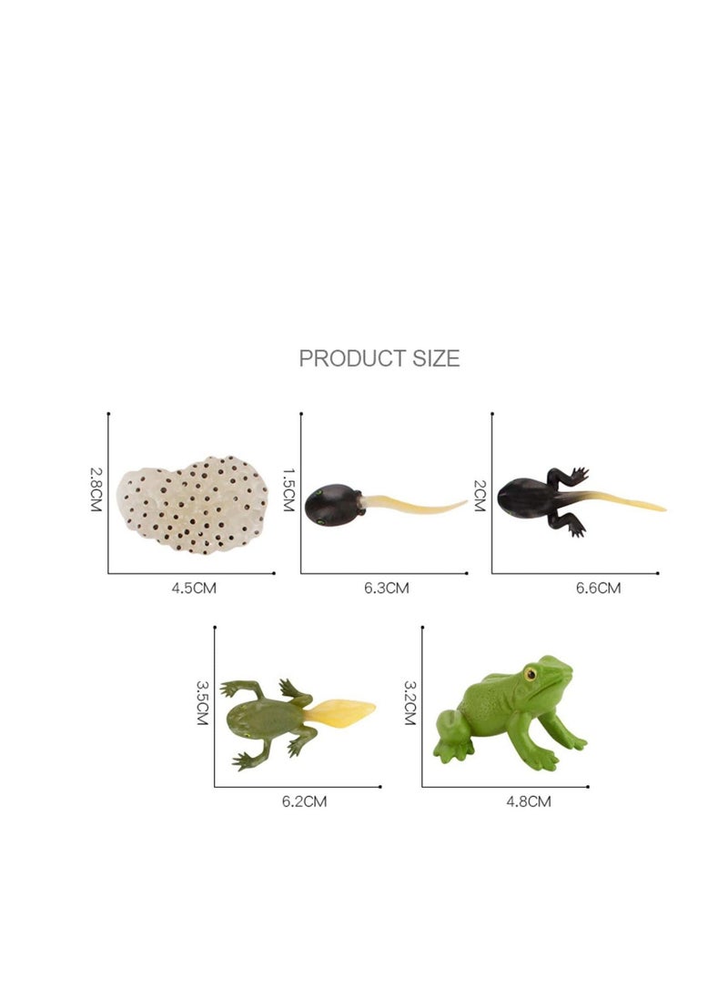 Insect Life Cycle Figures 2 Sets, Life Cycle Figurines of a Monarch Butterfly and a Frog Realistic Education Insects Life Stages Figures Insect Growth Cycle Model Toy Preschool Cognition Playset