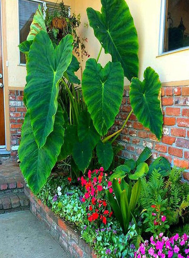 GGOOT 10Pcs/Bag Alocasia Seeds Easy to Grow Rare Elephant Ear Shaped Flower Taro Plants Garden Seeds for Home Yard,Gardening Seeds - Image 2