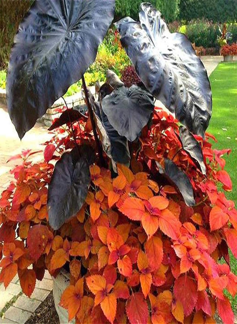 GGOOT 10Pcs/Bag Alocasia Seeds Easy to Grow Rare Elephant Ear Shaped Flower Taro Plants Garden Seeds for Home Yard,Gardening Seeds - Image 3