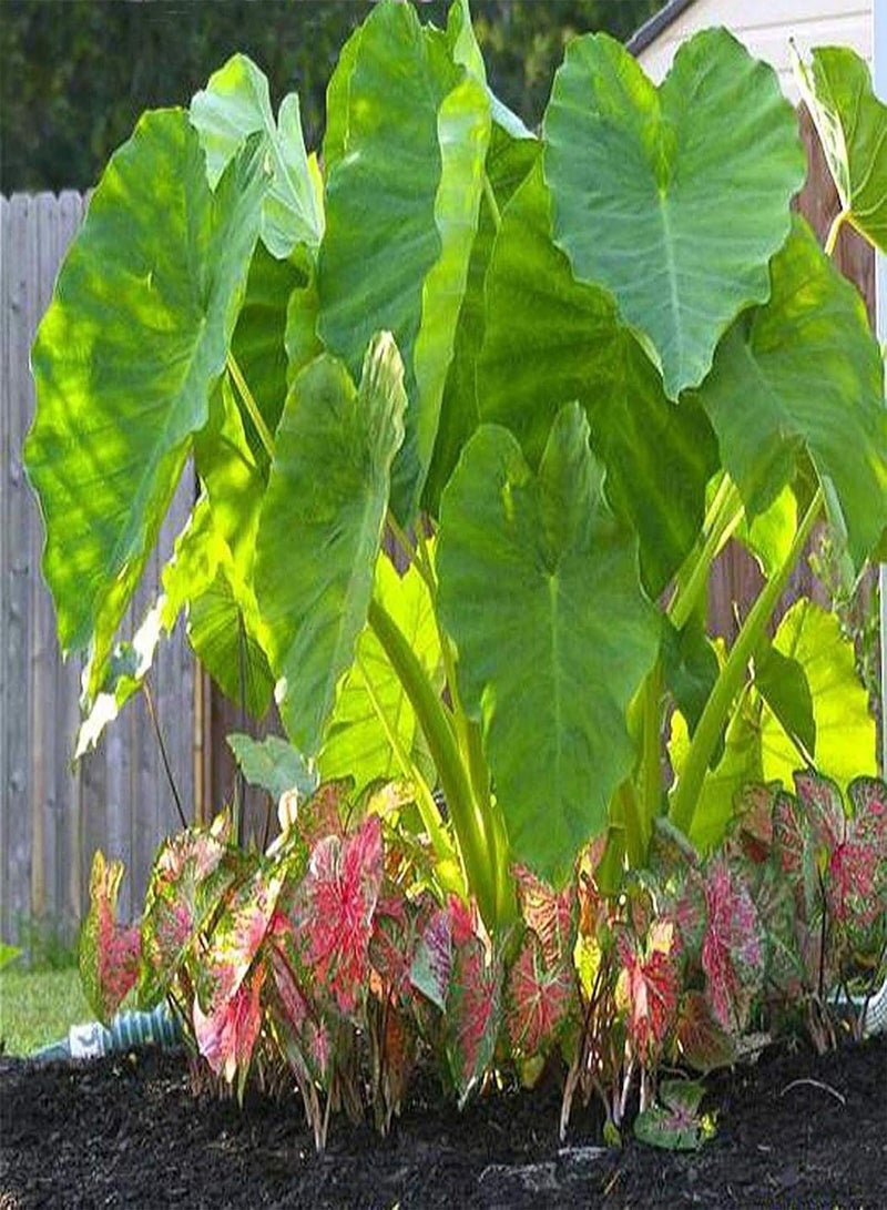 GGOOT 10Pcs/Bag Alocasia Seeds Easy to Grow Rare Elephant Ear Shaped Flower Taro Plants Garden Seeds for Home Yard,Gardening Seeds - Image 1