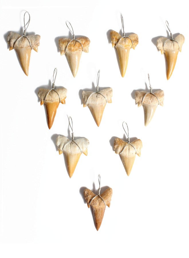 Dey Designs Wire Wrapped Fossilized Shark Teeth for Necklace - Shark Tooth Necklace Charm Pendant - Authentic Fossilized Prehistoric Mini Wire Wire Wrapped Shark Teeth (10 Pack) from Morocco - Image 1