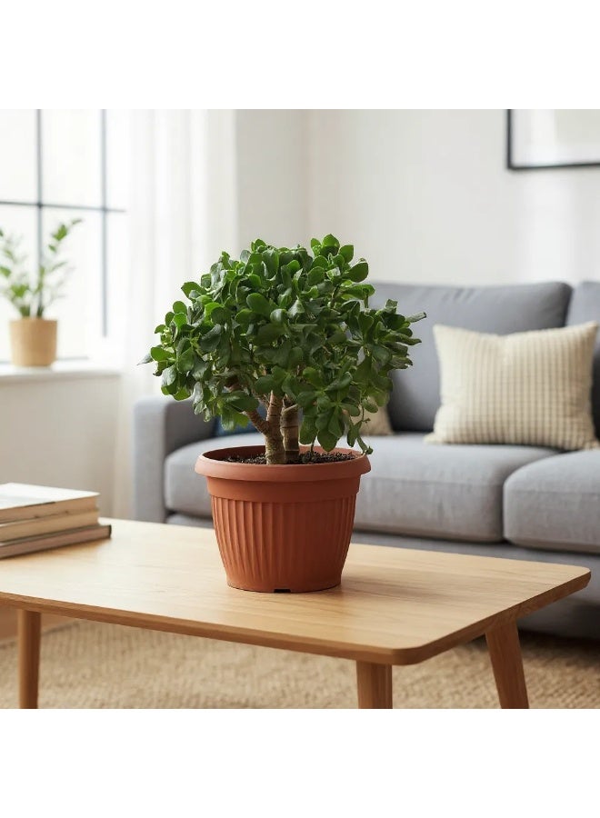 Jade Plant – Live Indoor Succulent in Decorative Pot | Lucky Money Plant for Home & Office Décor | Low Maintenance Indoor Plant for Fresh Air, Feng Shui Good Luck & Green Interior Styling