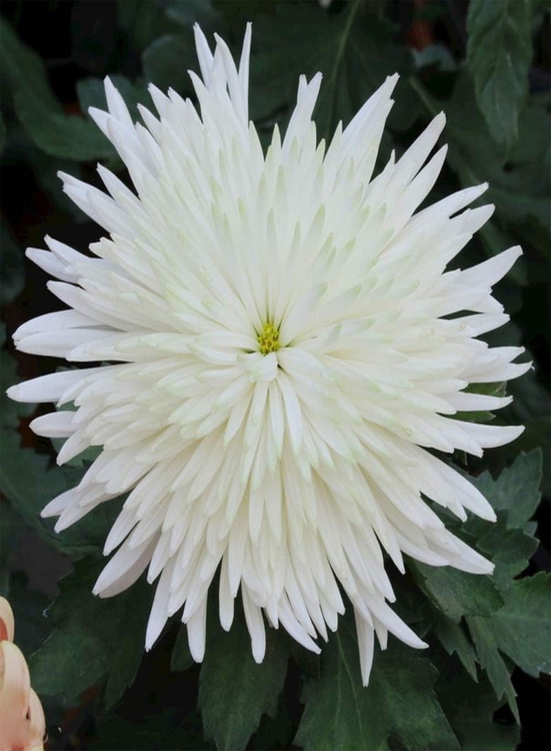 GGOOT 200Pcs Chrysanthemum Seeds White Multi-Petal Attractive Fragrance Flower Non-GMO Heirloom Seed Balcony Terrace Planting Strong Adaptability Essential Garden Decoration - Image 2