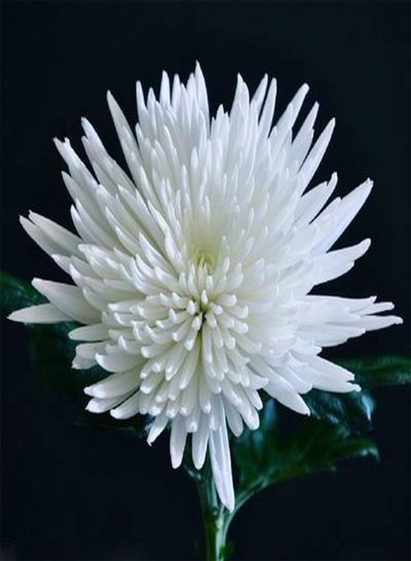 GGOOT 200Pcs Chrysanthemum Seeds White Multi-Petal Attractive Fragrance Flower Non-GMO Heirloom Seed Balcony Terrace Planting Strong Adaptability Essential Garden Decoration - Image 1