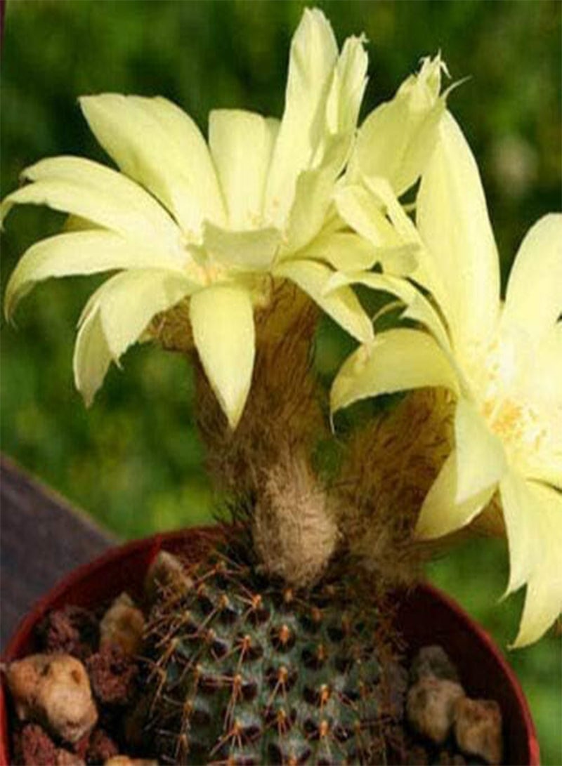 GGOOT Frailea mammifera, Cacti Rare Cactus Aloe Seed 15 Seeds