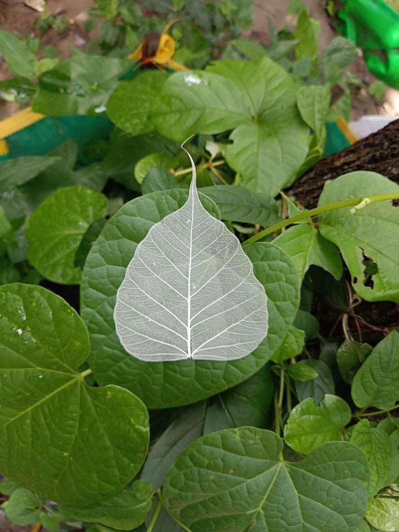 Gachwala Natural Skeleton Leaves ( 150 pcs ), Leaf Skeleton, Dry Leaf Veins for Craft DÉCOR/Card Making/Invitations/Gift Tags DIY Craft Tools (White) - Image 1