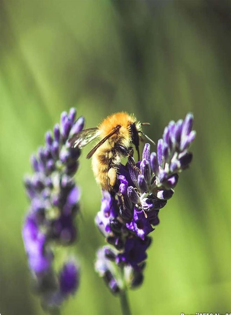 GGOOT 200Pcs Lavender Seeds Create Home Garden Rich Fragrance Beautiful Scenery Widely Used Exotic Mysterious Purple Attractive Flower Arrangement Bouquets - Image 2