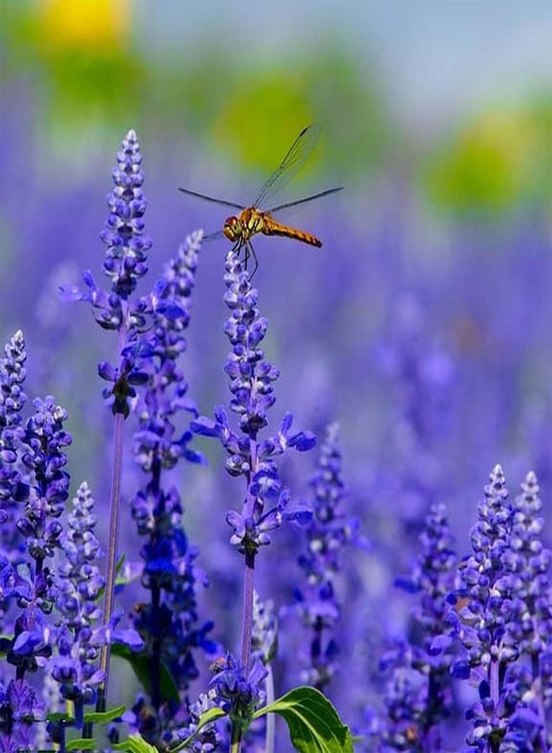 GGOOT 200Pcs Lavender Seeds Create Home Garden Rich Fragrance Beautiful Scenery Widely Used Exotic Mysterious Purple Attractive Flower Arrangement Bouquets - Image 1