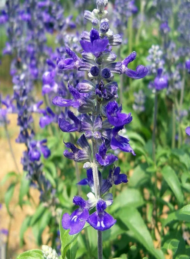 GGOOT 200Pcs Lavender Seeds Create Home Garden Rich Fragrance Beautiful Scenery Widely Used Exotic Mysterious Purple Attractive Flower Arrangement Bouquets - Image 3