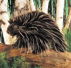 Folkmanis Porcupine Hand Puppet - Image 5