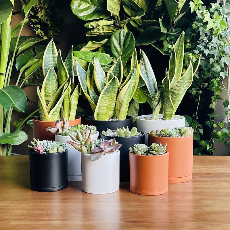 D'vine Dev 4 Inch 5 Inch 6 Inch, Set of 3 Plastic Planter Pots for Plants with Drainage Hole and Seamless Saucers, Black Color, Small, 74-V-B-1 - Image 2