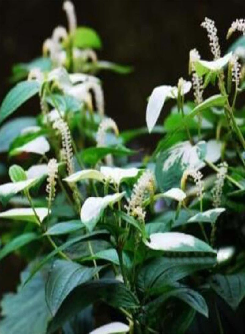 جي جوت بذور زهور طازجة سهلة الزراعة، نباتات ثنائية الحول بألوان زاهية، بذور Gymnotheca Involucrata للاستخدام الخارجي - Image 3