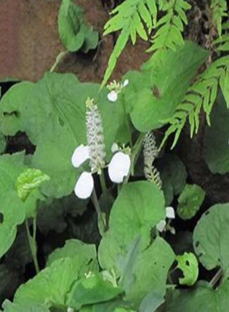 جي جوت بذور زهور طازجة سهلة الزراعة، نباتات ثنائية الحول بألوان زاهية، بذور Gymnotheca Involucrata للاستخدام الخارجي - Image 4