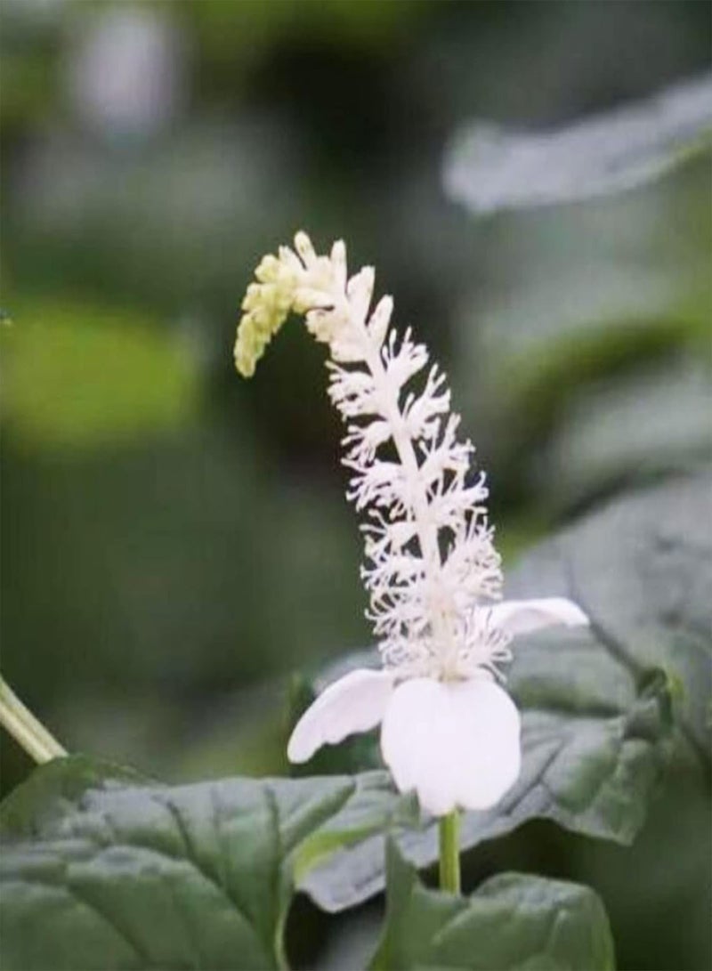 جي جوت بذور زهور طازجة سهلة الزراعة، نباتات ثنائية الحول بألوان زاهية، بذور Gymnotheca Involucrata للاستخدام الخارجي - Image 5