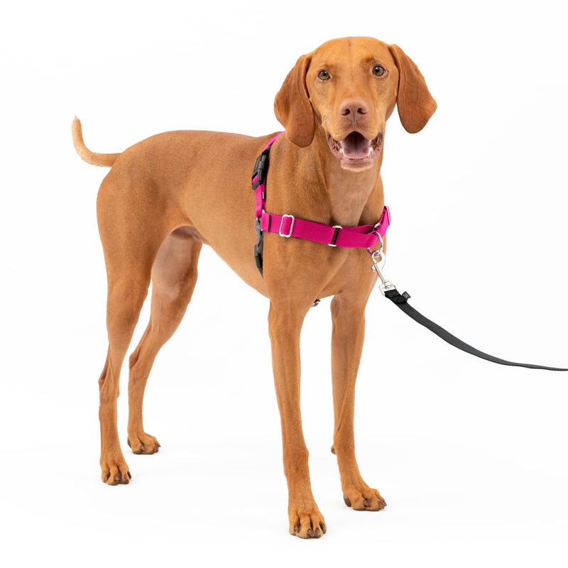 PetSafe Easy Walk Harness for Dogs - Pull-Free Walks - Patented Martingale Loop Design - Front Chest Leash Attachment - Adjustable Comfort Straps - Breathable Harness Design - Medium, Raspberry/Gray - Image 1