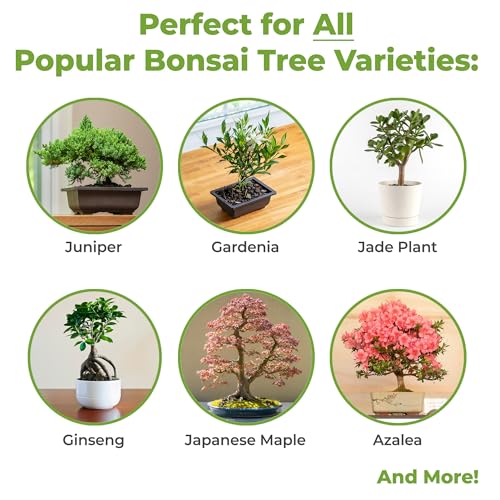 PERFECT PLANTS Bonsai Soil by Perfect Plants - 2qts. | Premium All-Purpose Mix Bonsai Tree Varieties - Image 3