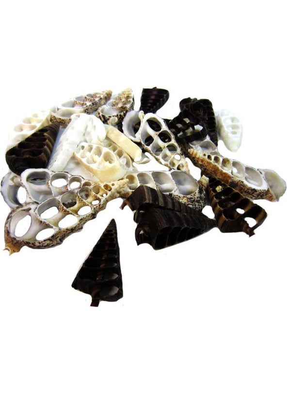 CICI Mixed Cut Seashell 50 G 